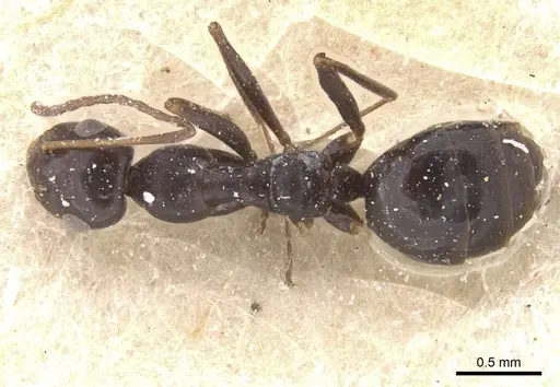Lepisiota semenovi specimen CASENT0912403 image casent0912403_1