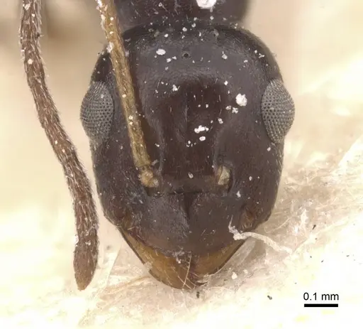 Lepisiota semenovi specimen CASENT0912403 image casent0912403_2