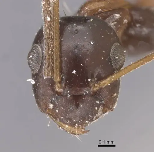 Lepisiota semenovi specimen CASENT0912404 image casent0912404_2