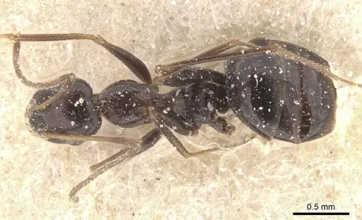 Lepisiota semenovi specimen CASENT0912406 image casent0912406_1