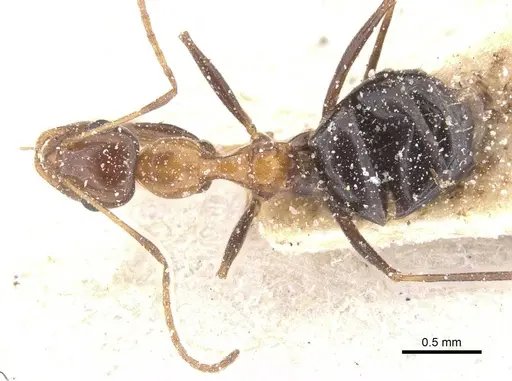 Lepisiota semenovi specimen CASENT0912408 image casent0912408_1