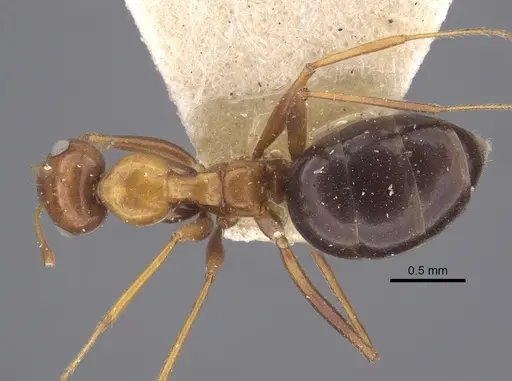 Lepisiota semenovi specimen CASENT0917873 image casent0917873_1