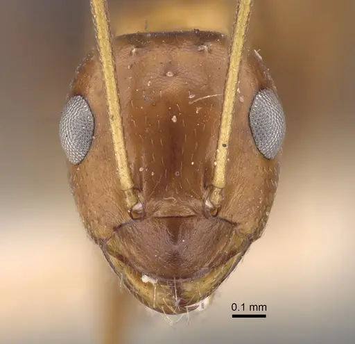 Lepisiota semenovi specimen CASENT0917873 image casent0917873_2