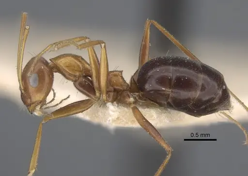 Lepisiota semenovi specimen CASENT0917873 image casent0917873_4