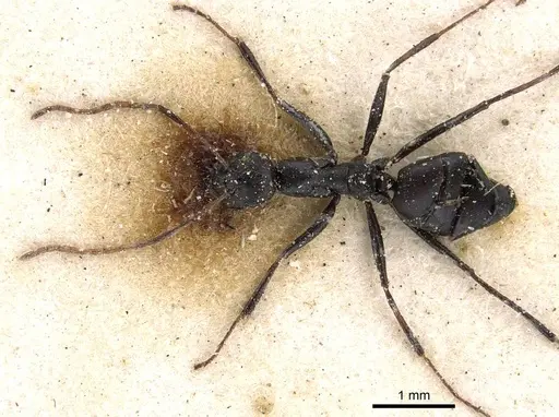 Lepisiota sericea specimen CASENT0909885 image casent0909885_1