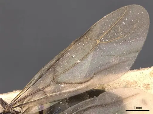 Lepisiota somalica specimen CASENT0905866 image casent0905866_4