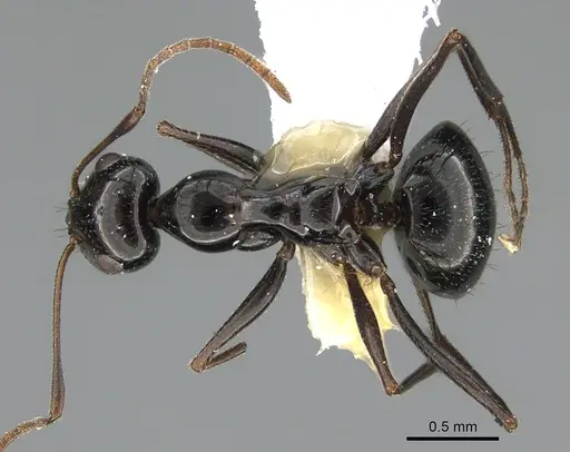 Lepisiota spinisquama specimen ANTWEB1041923 image antweb1041923_1