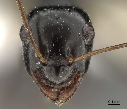 Lepisiota spinisquama specimen ANTWEB1041923 image antweb1041923_2