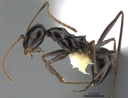 Lepisiota spinisquama specimen ANTWEB1041923 image antweb1041923_3