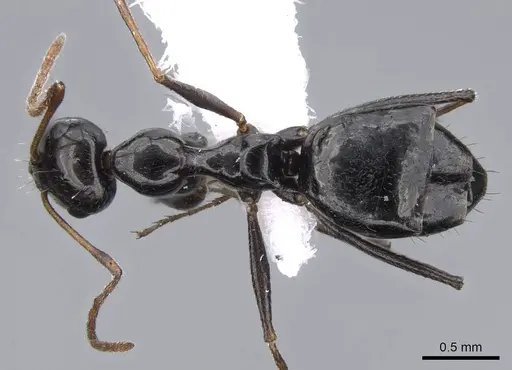 Lepisiota spinisquama specimen CASENT0746630 image casent0746630_1