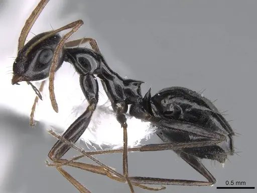 Lepisiota spinisquama specimen CASENT0746630 image casent0746630_3