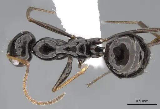Lepisiota spinisquama specimen CASENT0922270 image casent0922270_1