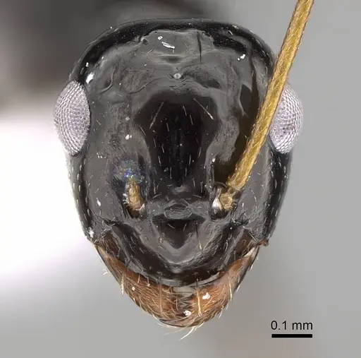 Lepisiota spinisquama specimen CASENT0922270 image casent0922270_2
