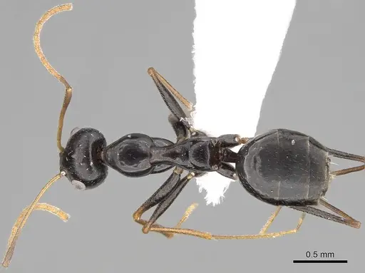 Lepisiota spinisquama specimen CASENT0922842 image casent0922842_1