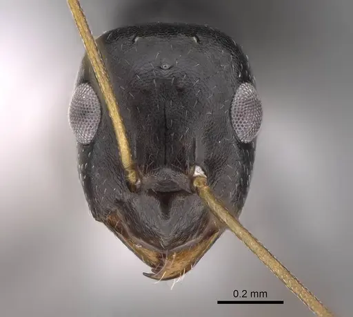 Lepisiota spinisquama specimen CASENT0922842 image casent0922842_2