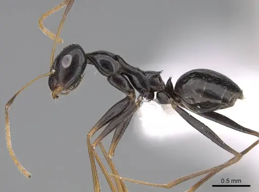 Lepisiota spinisquama specimen CASENT0922842 image casent0922842_3