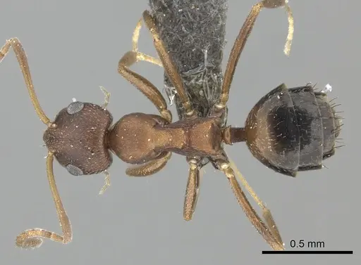 Lepisiota spinosior specimen CASENT0235897 image casent0235897_1