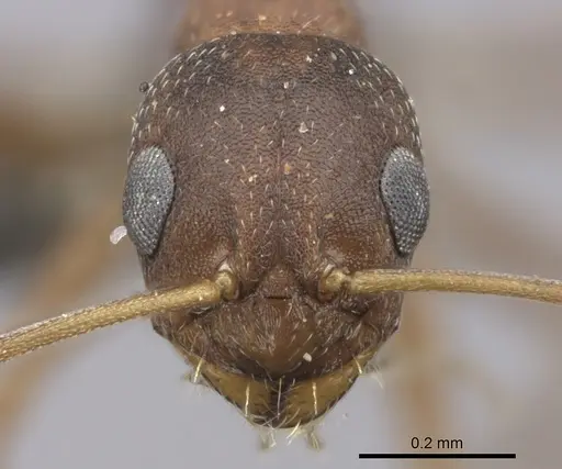 Lepisiota spinosior specimen CASENT0235897 image casent0235897_2