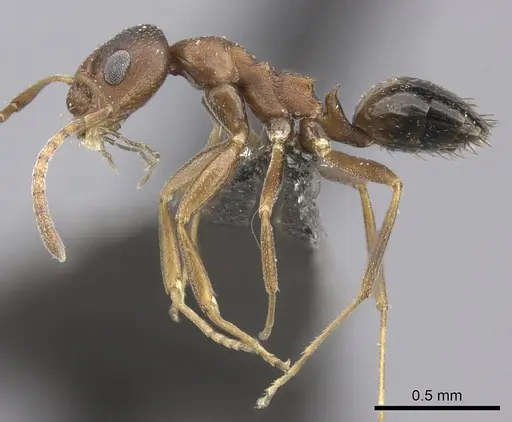 Lepisiota spinosior specimen CASENT0235897 image casent0235897_3