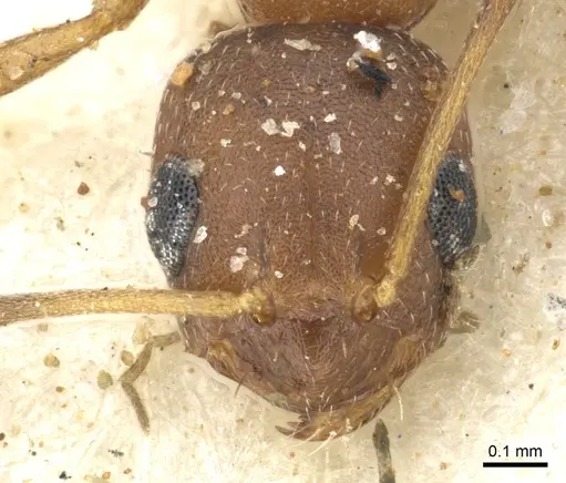 Lepisiota spinosior specimen CASENT0903148 image casent0903148_2