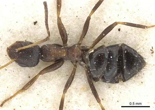 Lepisiota spinosior specimen CASENT0903151 image casent0903151_1
