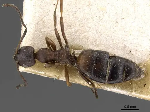Lepisiota spinosior specimen CASENT0909897 image casent0909897_1