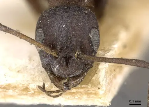 Lepisiota spinosior specimen CASENT0909897 image casent0909897_2