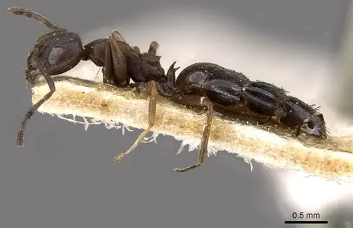 Lepisiota spinosior specimen CASENT0909897 image casent0909897_3