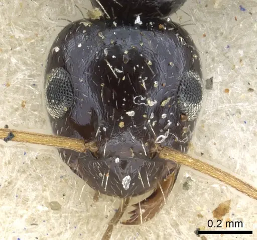 Lepisiota submetallica specimen CASENT0903159 image casent0903159_3