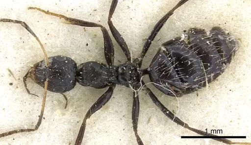 Lepisiota submetallica specimen CASENT0903160 image casent0903160_1