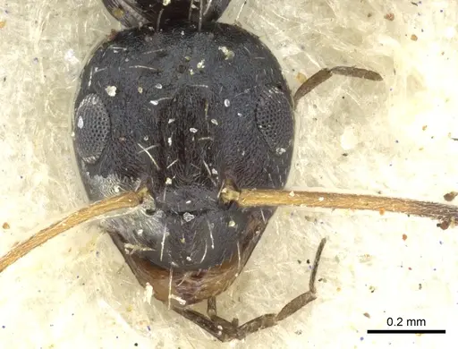 Lepisiota submetallica specimen CASENT0903160 image casent0903160_2