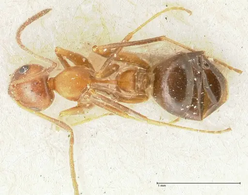 Lepisiota syriaca specimen FOCOL2203 image focol2203_1