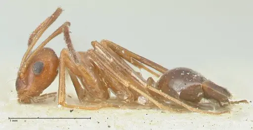 Lepisiota syriaca specimen FOCOL2203 image focol2203_3