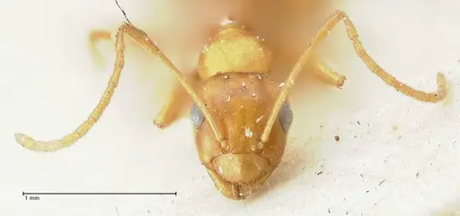 Lepisiota syriaca specimen FOCOL2204 image focol2204_2