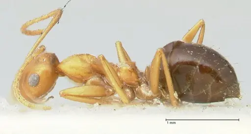 Lepisiota syriaca specimen FOCOL2204 image focol2204_3