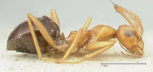 Lepisiota syriaca specimen FOCOL2204 image focol2204_4