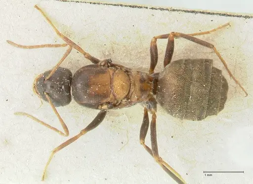 Lepisiota syriaca specimen FOCOL2205 image focol2205_1