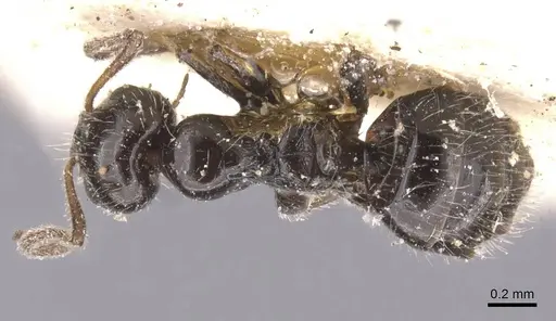 Lepisiota tenuipilis specimen CASENT0912409 image casent0912409_1