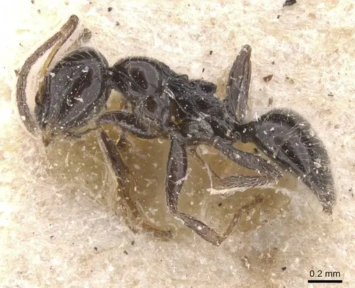 Lepisiota tenuipilis specimen CASENT0912409 image casent0912409_3