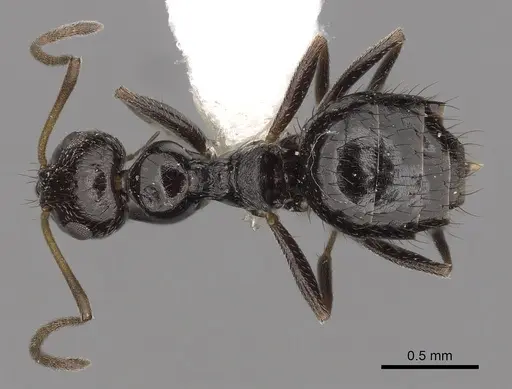 Lepisiota validiuscula specimen CASENT0280473 image casent0280473_1