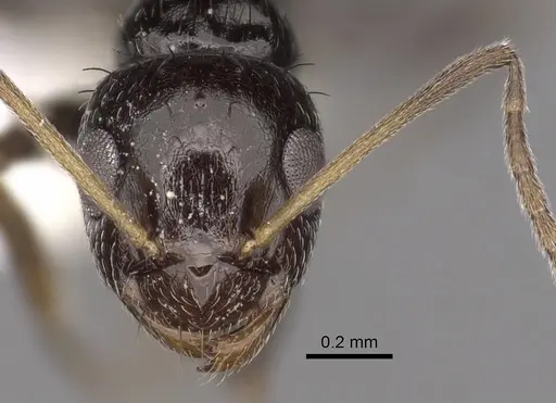 Lepisiota validiuscula specimen CASENT0280473 image casent0280473_2