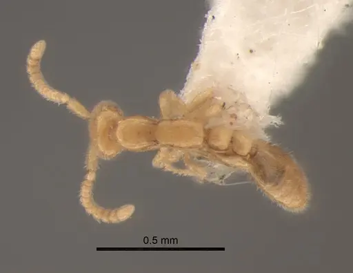 Leptanilla acherontia specimen CASENT0842720 image casent0842720_1