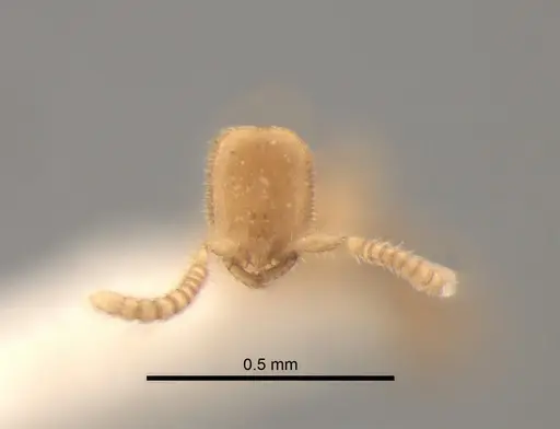 Leptanilla acherontia specimen CASENT0842720 image casent0842720_2