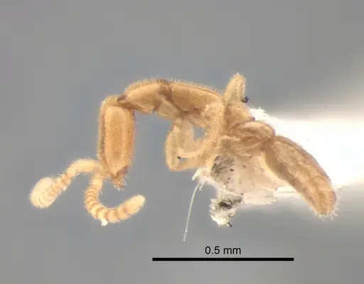 Leptanilla acherontia specimen CASENT0842720 image casent0842720_3