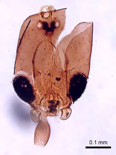 Leptanilla africana specimen CASENT0280997 image casent0280997_1