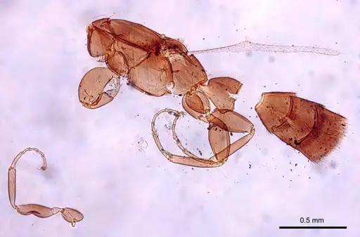 Leptanilla africana specimen CASENT0280997 image casent0280997_3