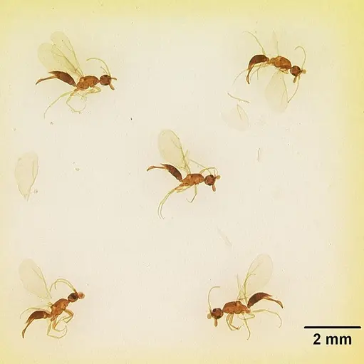 Leptanilla anomala specimen CASENT0102497 image casent0102497_1