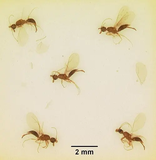 Leptanilla anomala specimen CASENT0102497 image casent0102497_2