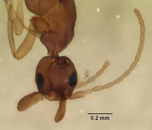 Leptanilla anomala specimen CASENT0102497 image casent0102497_3