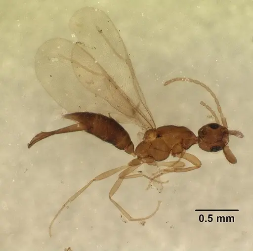 Leptanilla anomala specimen CASENT0102497 image casent0102497_4